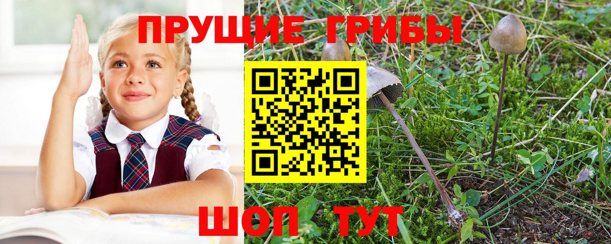 Шахты  Галлюциногенные грибы Cubensis  Вход с VPN  Галлюциногенные грибы GOLDEN TEACHER 